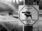 Beware machine gun dog