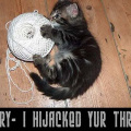 thread_hijack_sorry_cat.jpg