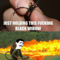 black_widow_spider.jpg