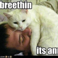 cat_stop_breathing.jpg