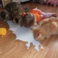 cat_teaching_human_to_drink_milk.jpg