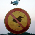 Bird on no bird sign