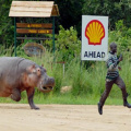 Hippo endurance training
