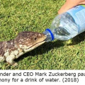 Crocodile Suckerberg