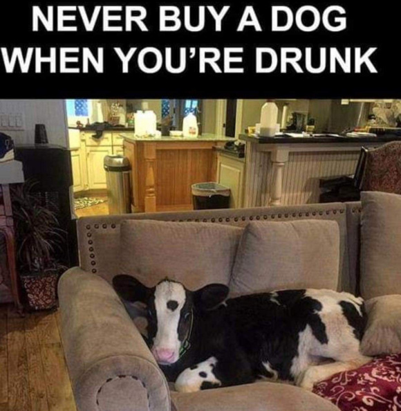 Don't buy a dog when drunk