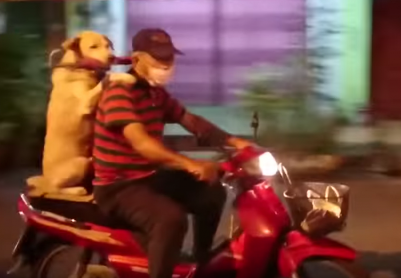 Dog_riding_scooter.png