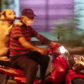 Dog_riding_scooter.png