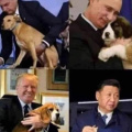 dogs_and_presidents.jpeg