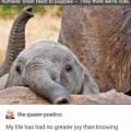 elephants_think_we_re_cute.jpg
