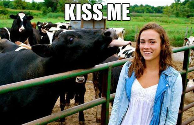 kiss_me_cow.jpg