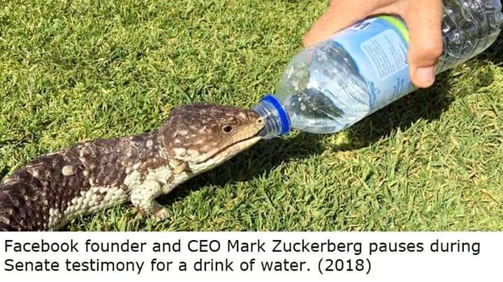 crocodile_suckerberg.jpg
