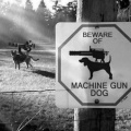 beware_machine_gun_dog.jpg