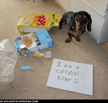 Cereal killer dog