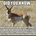 Antelope jumping higher than house