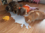 Teaching a human how to drink milk