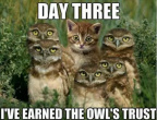 Cat earned owls' trust