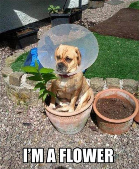 dog_is_a_flower.jpg