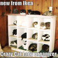 crazy_cat_lady_organizer.jpg