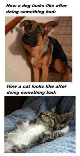 How a dog and a cat look after doing something bad