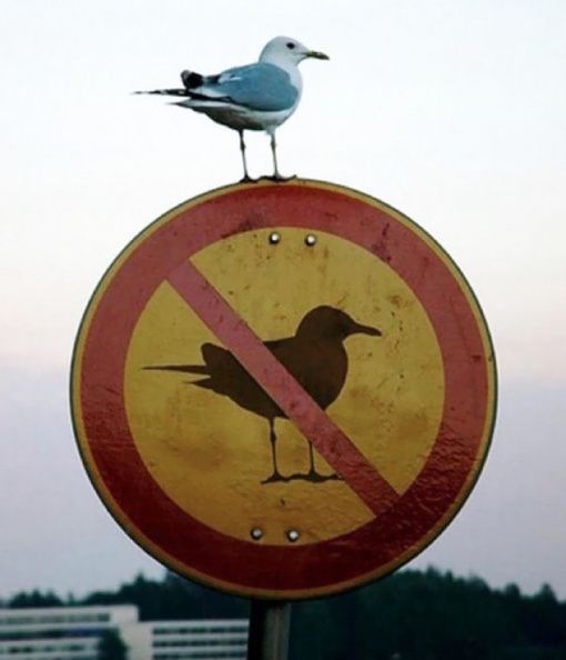 bird_on_no_bird_sign.jpg