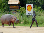 Hippo endurance training