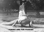 Ponies are for pussies