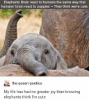 Elephants think we're cute