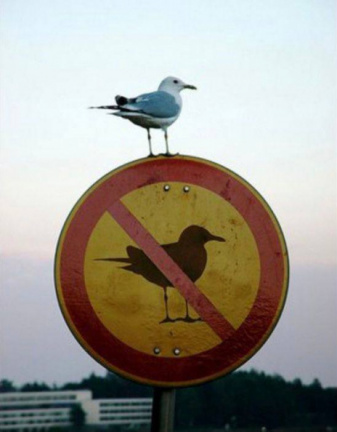 No seagull sign, with a seagull on it