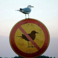 No seagull sign, with a seagull on it