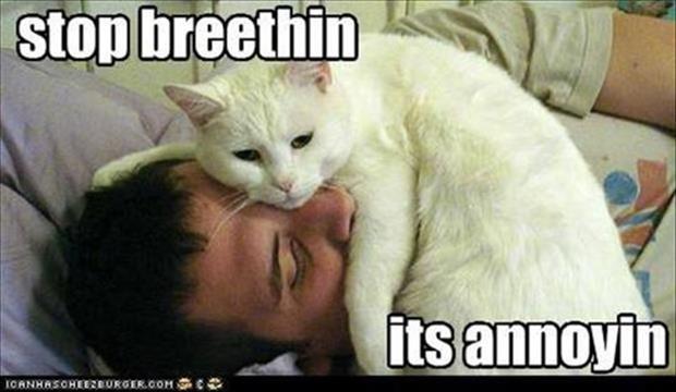 cat_stop_breathing.jpg
