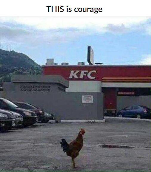brave_chicken.jpg