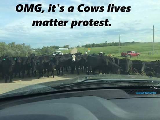 Cows lives matter